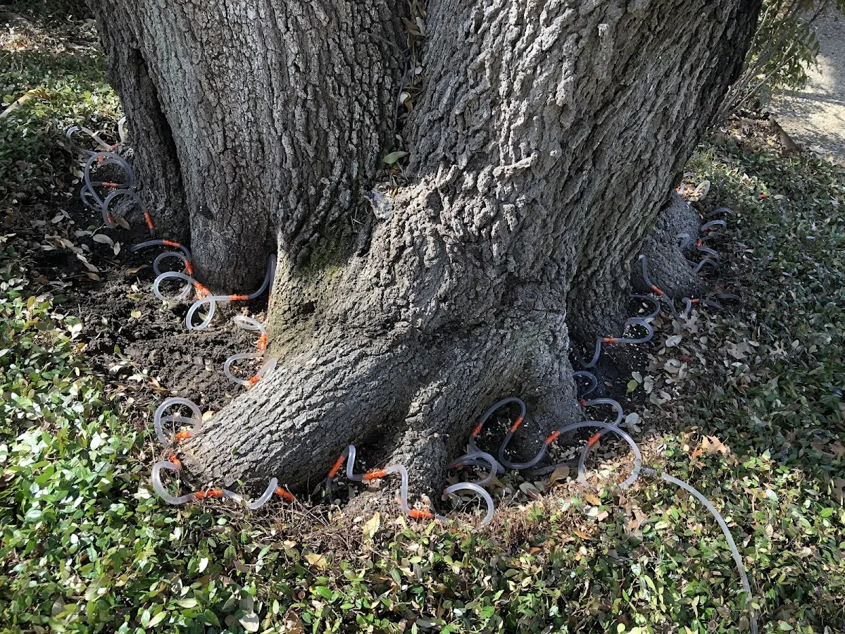 Detailed Tree Cabling and Bracing job site in Rutherfordton