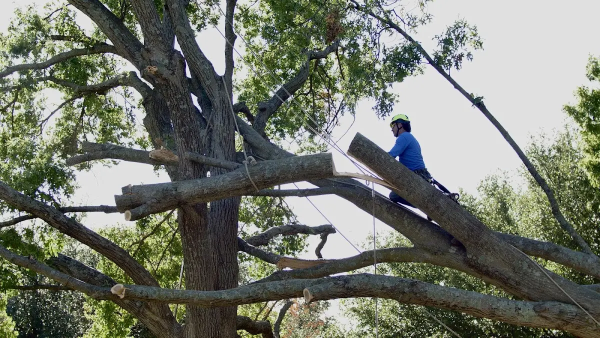 Professional Hazardous Tree Removal performed by certified arborists in Rutherfordton